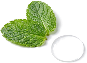 Menthe