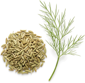 Fenouil